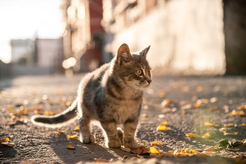 חתול רחוב