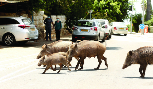 חזירים בר בחיפה