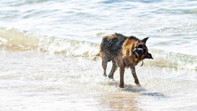 כלב בחוף